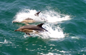 Dolphins