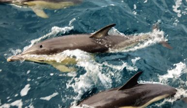 Picture of dolphins by the side of a Tall Ship Morgenster