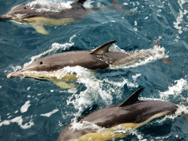 Picture of dolphins by the side of a Tall Ship Morgenster